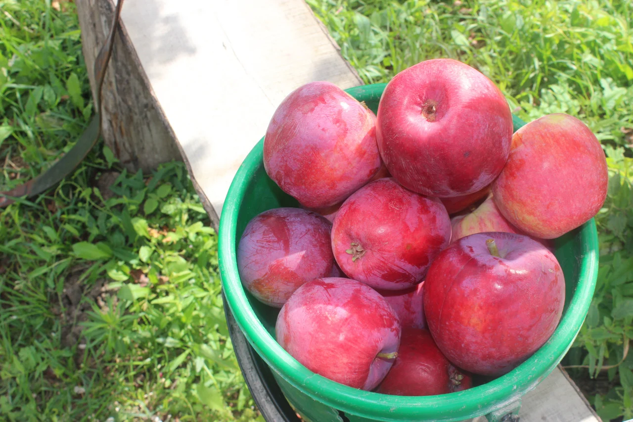 Уход за яблоней весной: уборка, лечение, побелка, обрезка, полив