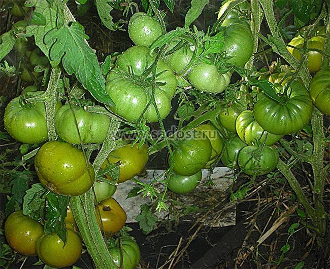 Томат царевна лягушка: отзывы тех кто сажал помидоры об их урожайности, характеристика и описание зеленоплодного сорта, фото куста