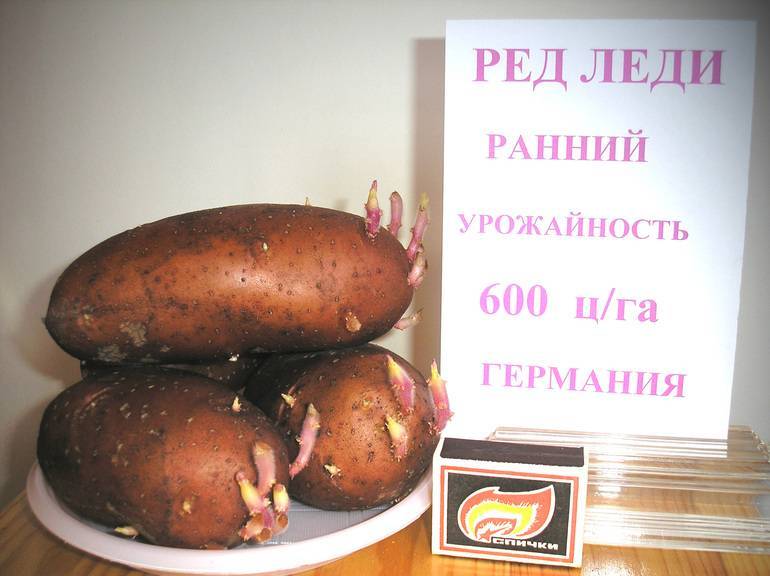 Описание сорта картофеля ред леди, фото и отзывы о сорте