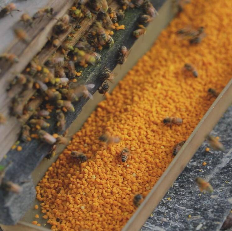 Пчелиная пыльца: полезные свойства и как принимать