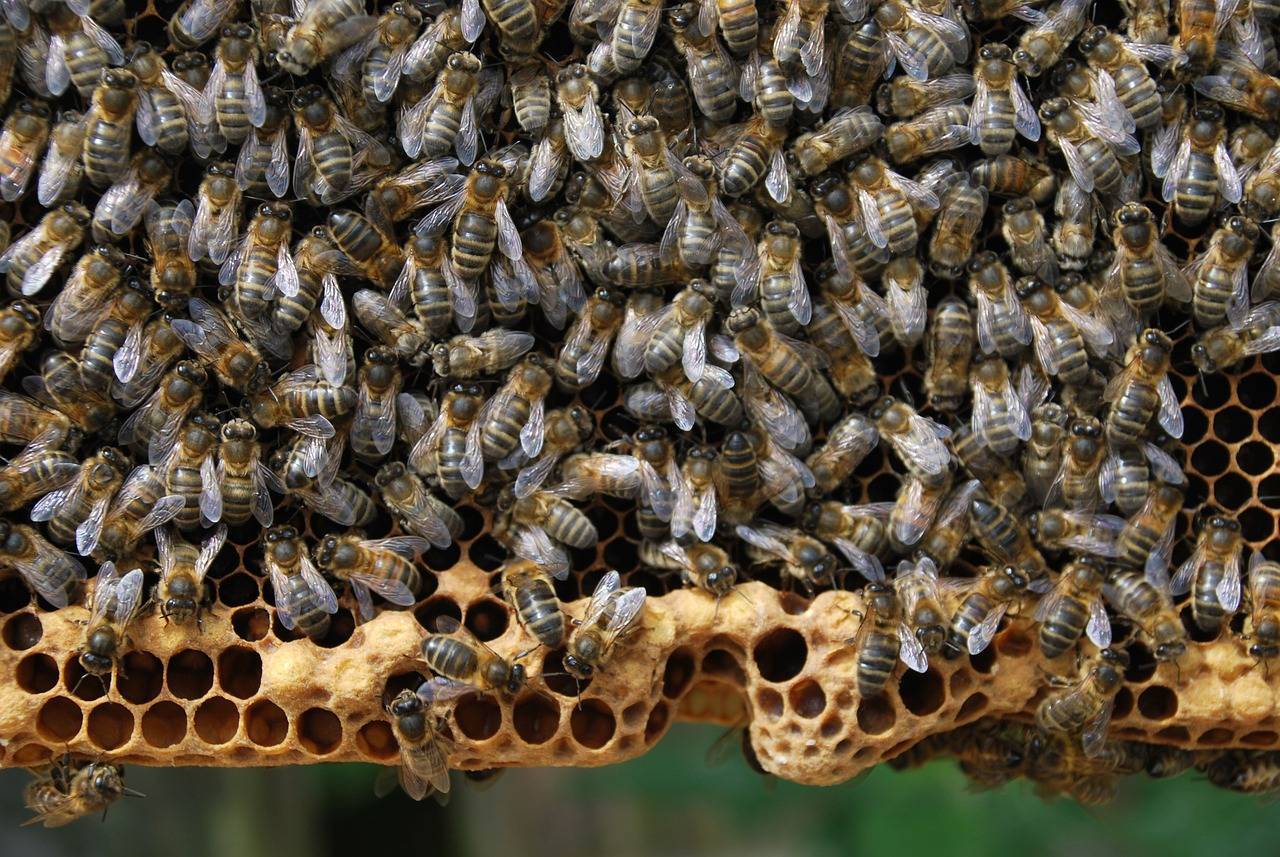 Пчелиные соты - изготовление, состав, польза| соты в народной медицине