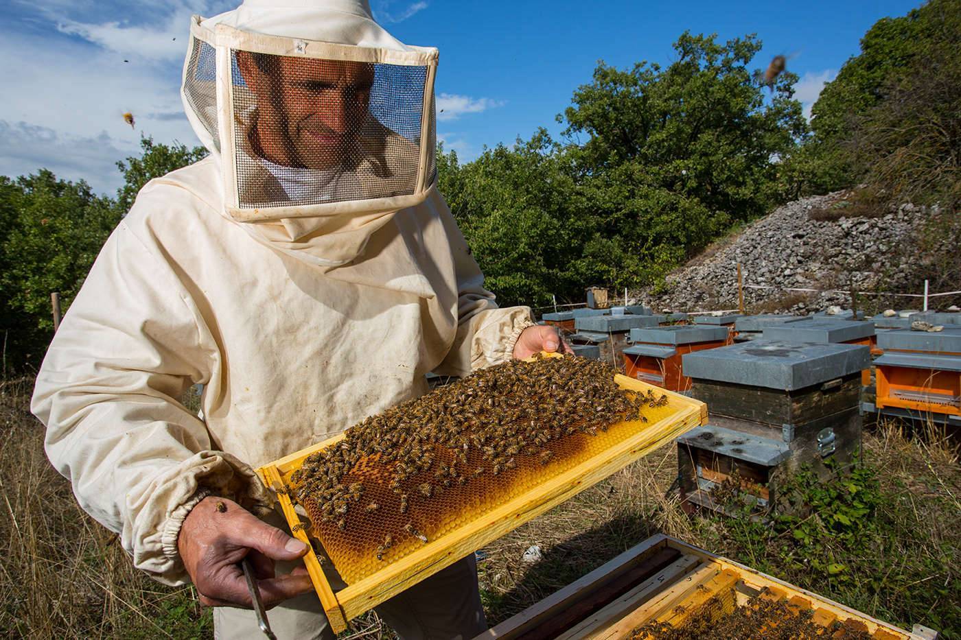Когда и как качают мед у пчел второй раз: особенности процесса и видеообзор