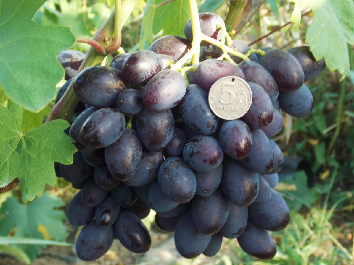 Описание сорта винограда каталония