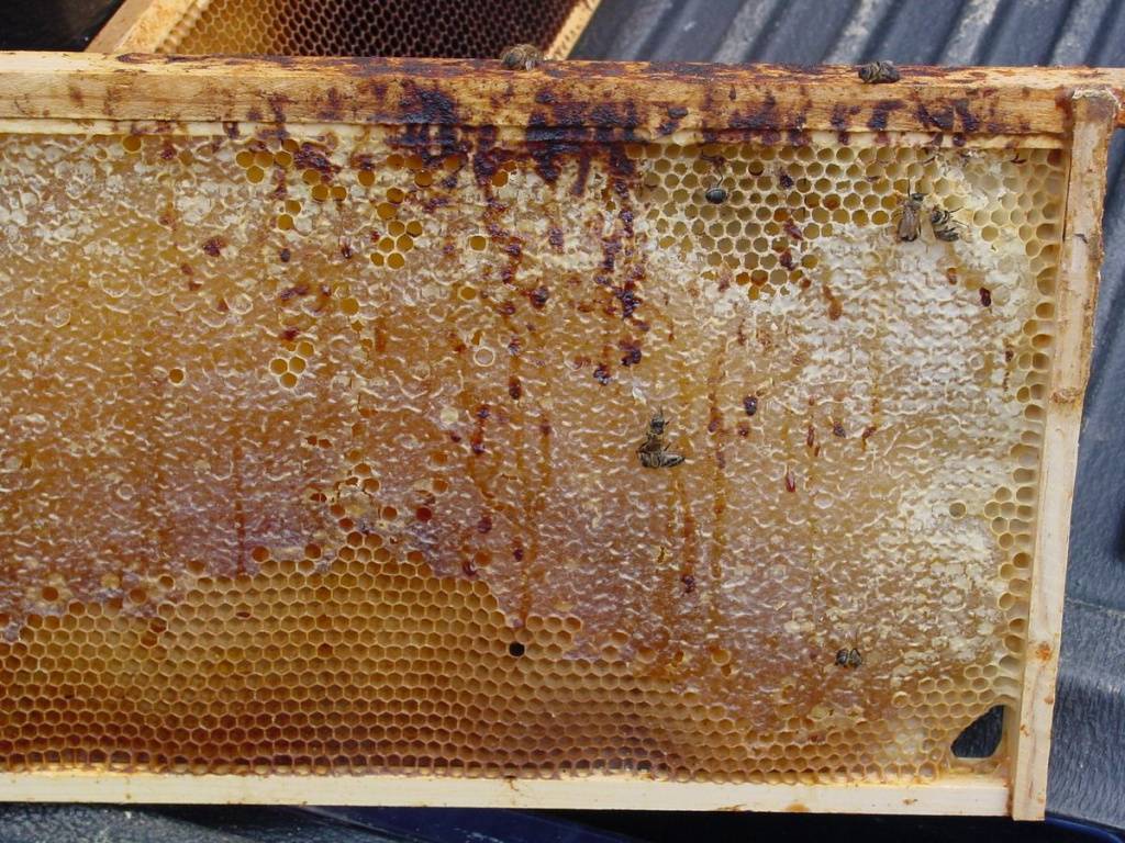 Инвазионные болезни медоносных пчел — agroxxi