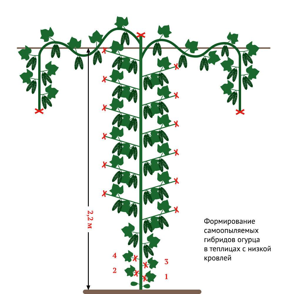 Выращивание дыни в теплице — посадка рассады и уход