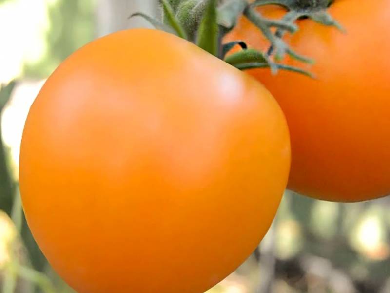 Томат янтарь f1: отзывы о сорте, характеристика и описание помидоров, фото семян