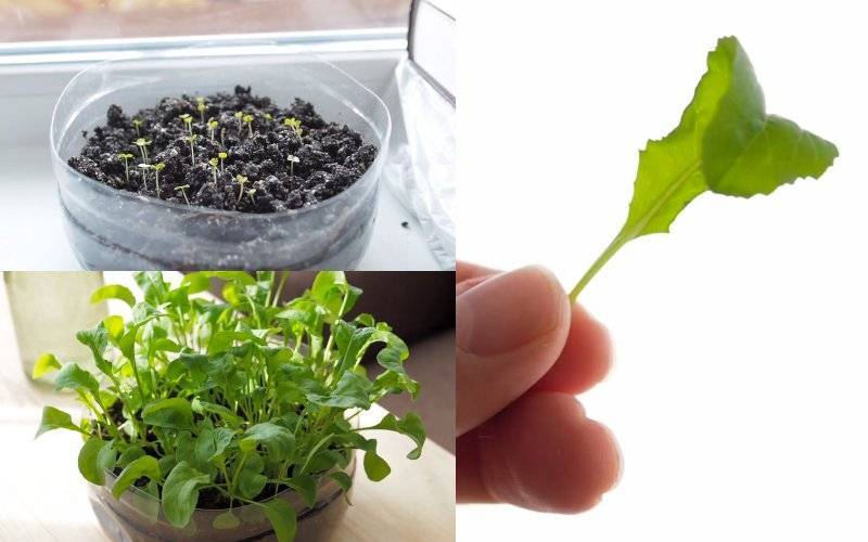 Семена рукколы: способы выращивания