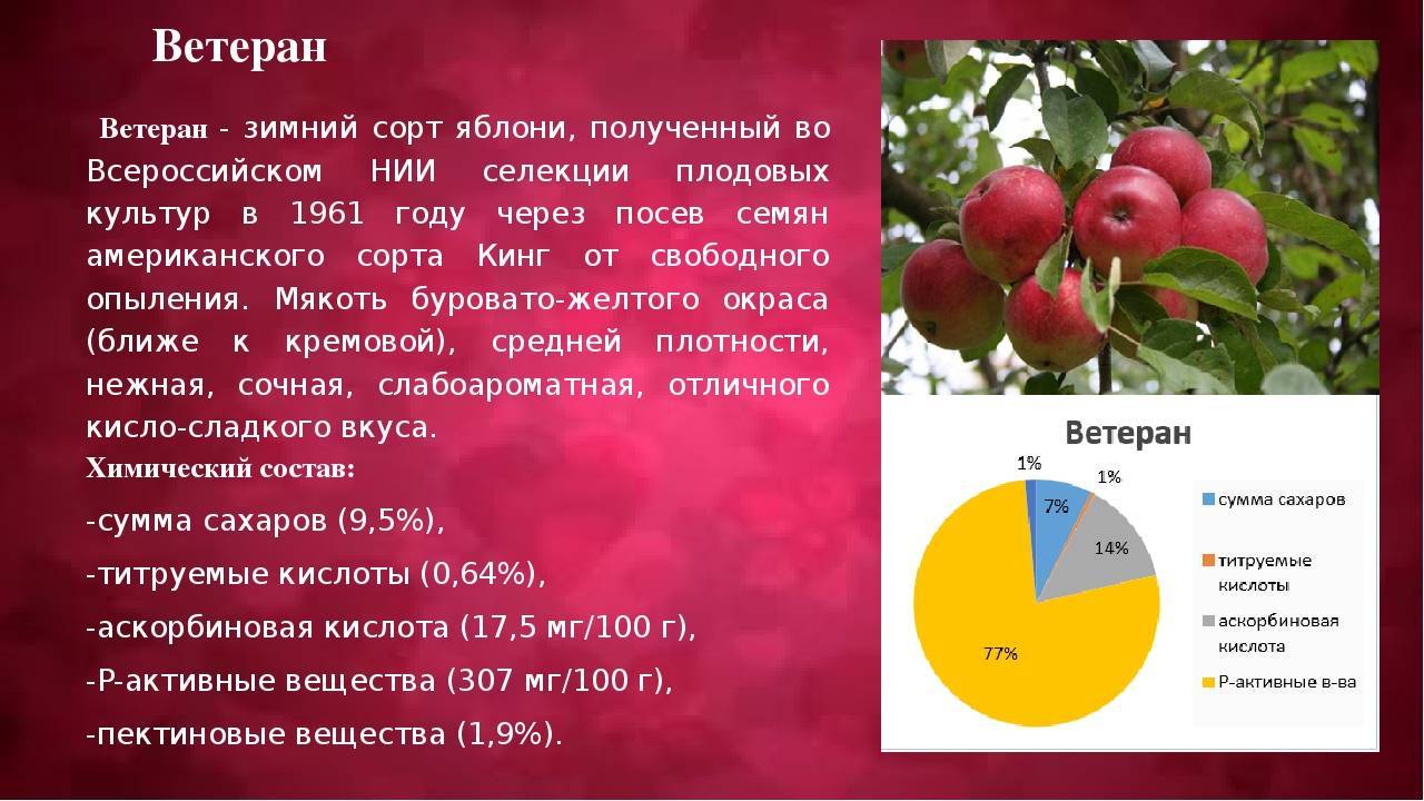 Описание сорта яблони ветеран: фото яблок, важные характеристики, урожайность с дерева