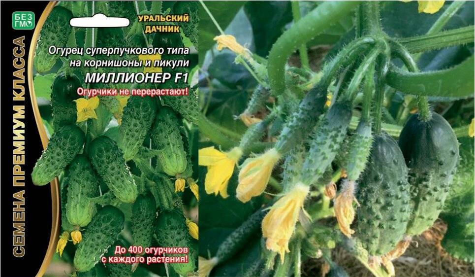 Огурцы пучковое великолепие f1: отзывы, фото поспевших овощей, рекомендации по посадке и уходу