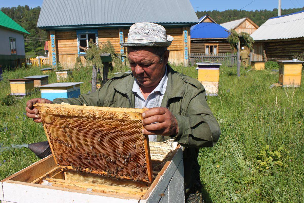 Пчеловодство в башкирии: основные медоносы и бортничество, советы для начинающих, сложности, плюсы и минусы