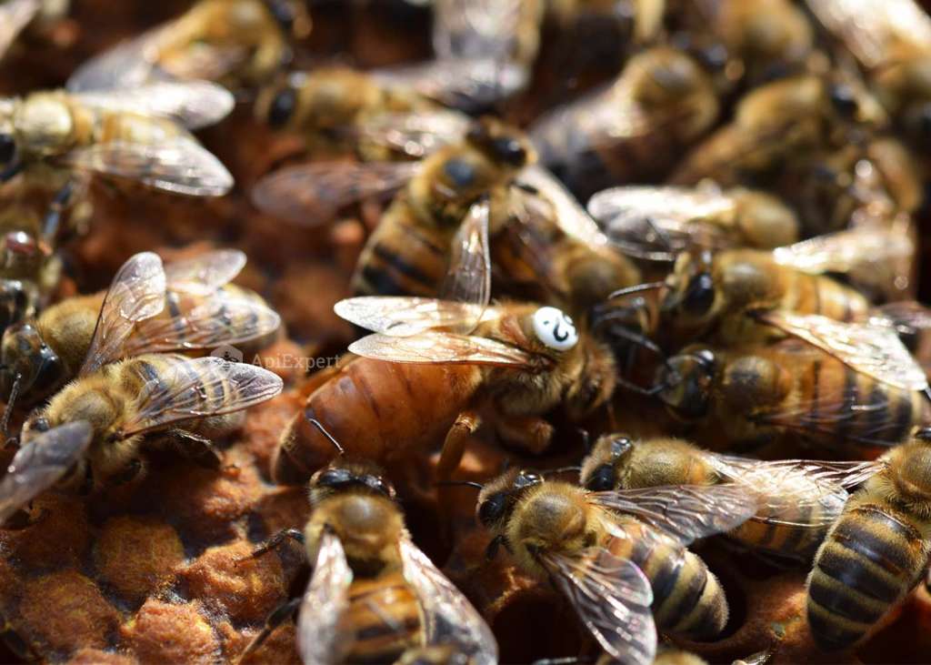 Пчеломатки бакфаст - описание породы, характеристики, содержание