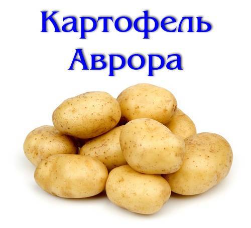 Картофель аврора: описание, полные характеристики и отзывы!