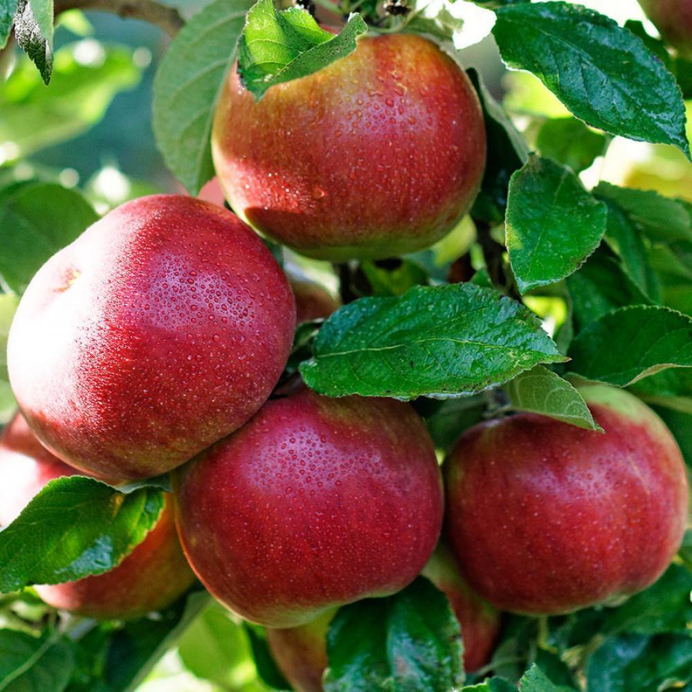 Описание сорта яблони айдаред: фото яблок, важные характеристики, урожайность с дерева