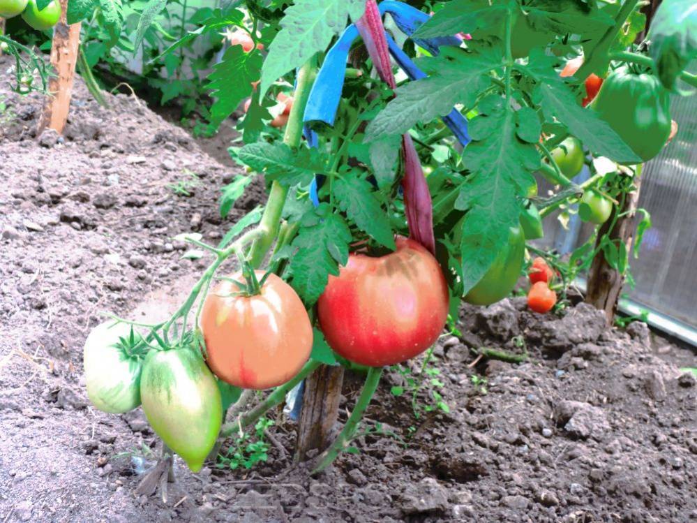 Характеристика томата обские купола f1 и описание выращивания гибрида