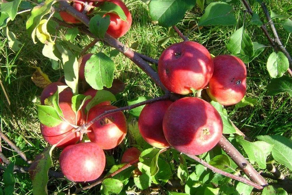 Яблоки лобо фото и описание сорта фото