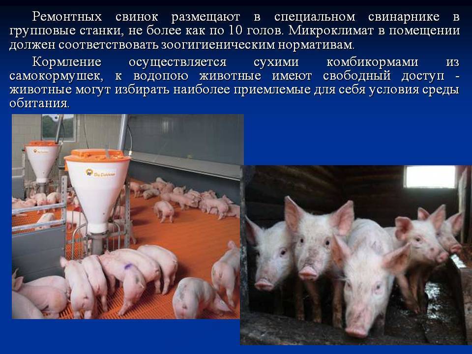 Рацион свиней: описание, нормы, разновидности