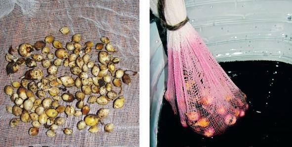 Размножение гладиолусов: способы, подготовка луковиц и их хранение
