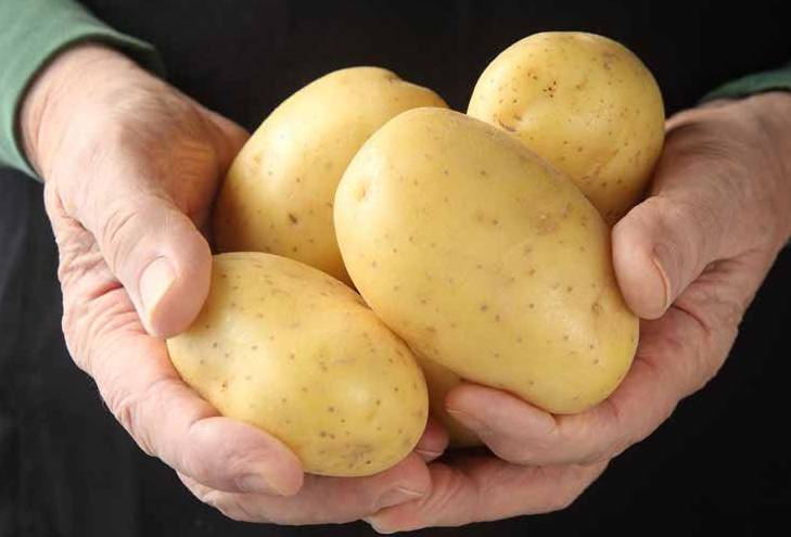 Картофель бриз: описание и характеристики молодого сорта!