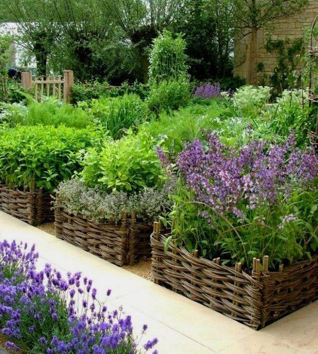 Лекарственные кустарники: полезный сад для нашего здоровья | огородники