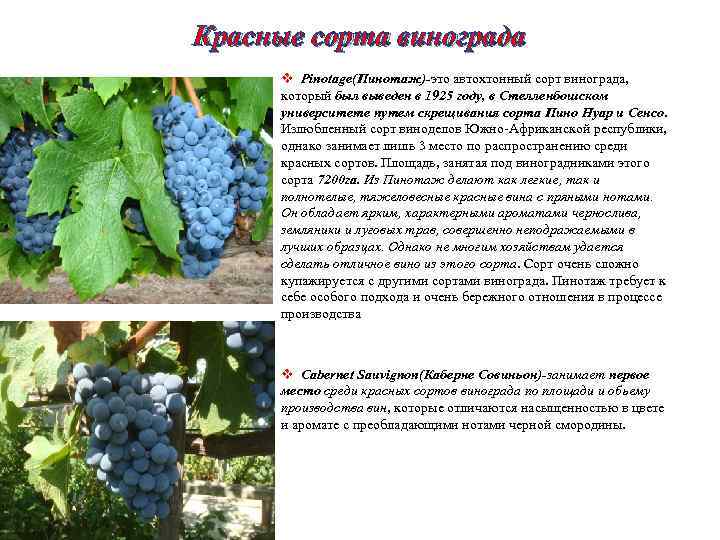 Классика виноделия — сорт винограда каберне