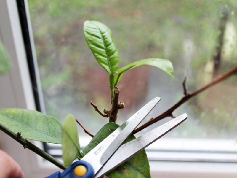 Как прищипывать авокадо в домашних условиях фото пошагово