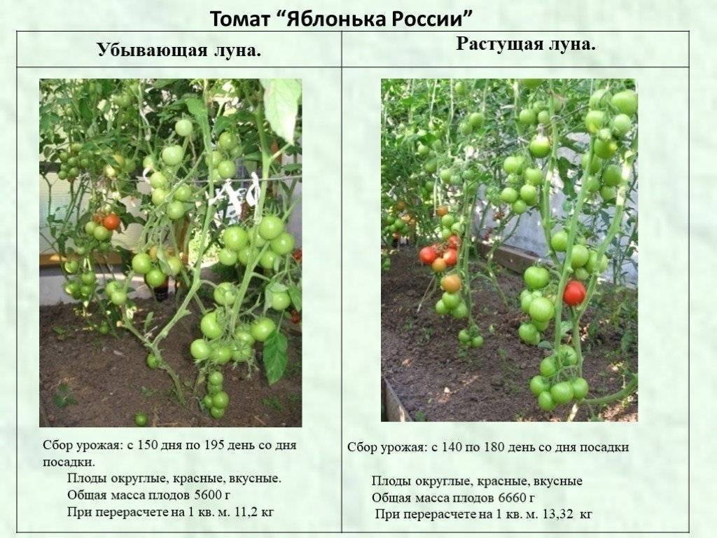 Томат яблонька россии: описание сорта, фото, отзывы, характеристика плодов, урожайность
