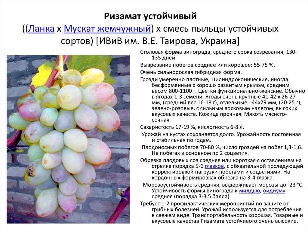 Виноград солярис описание сорта с фото и отзывами