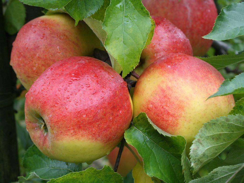 Яблоня джонаголд: описание сорта, выращивание