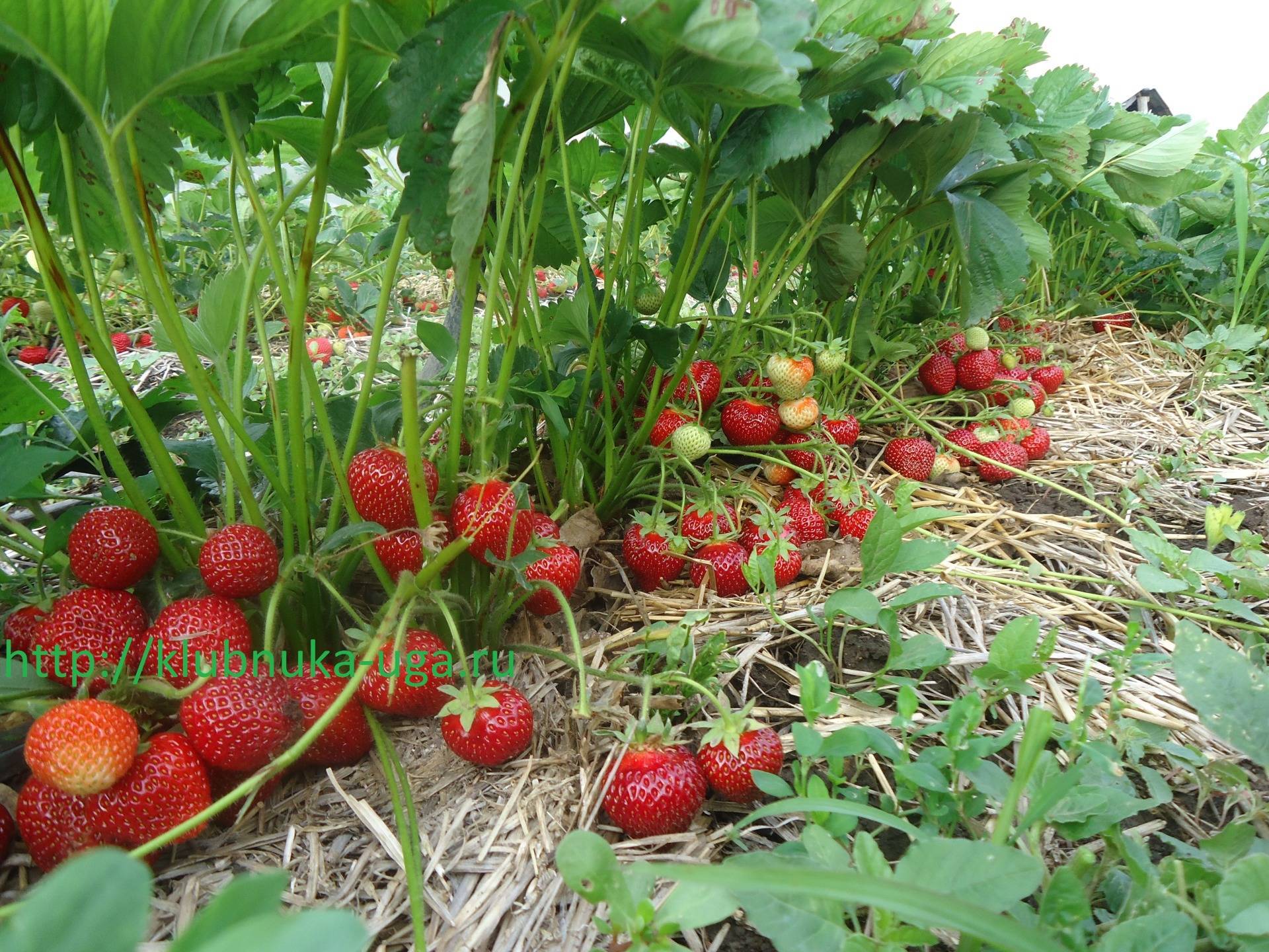 Берегиня клубника фото