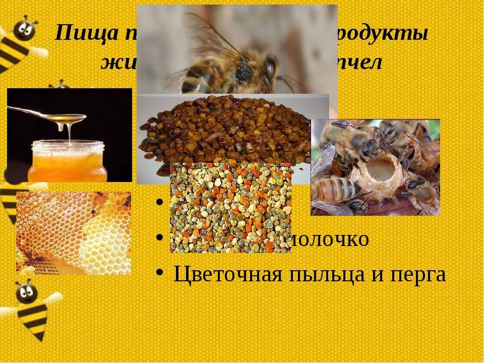 Питание пчелы. пчеловодство для начинающих