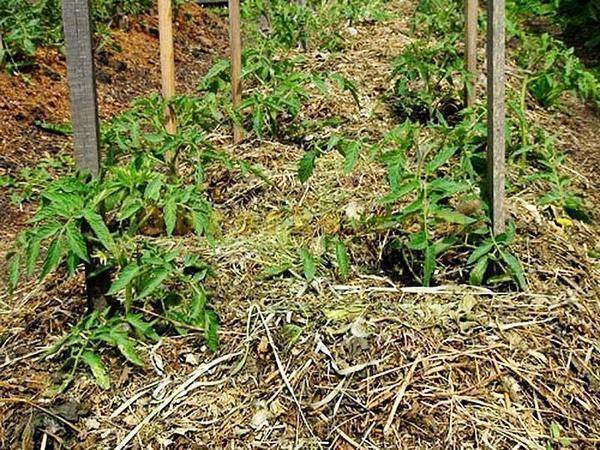 Мульчирование почвы скошенной травой: нюансы подготовки мульчи и ее применения для разных культур