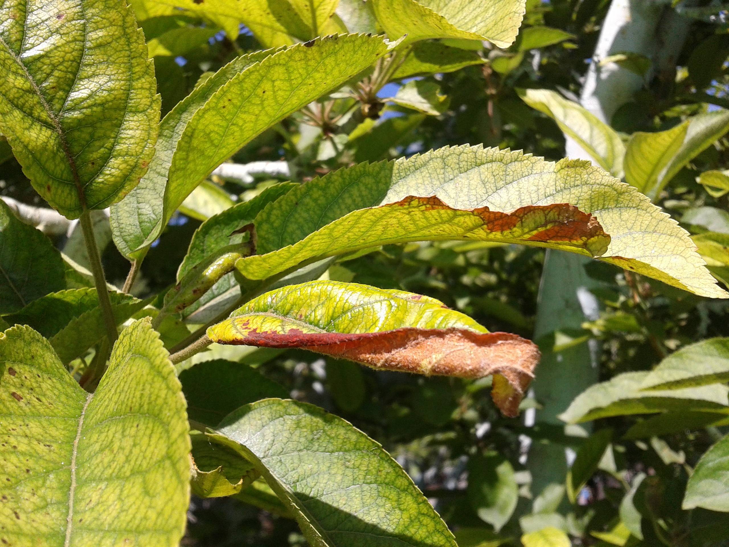 Вянут листья у яблони: что делать и почему это происходит, чем лечить