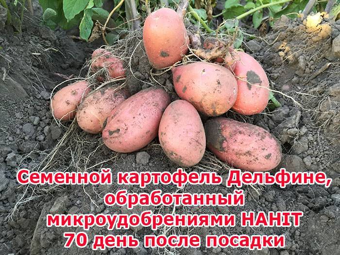 Описание, выращивание и характеристика картофеля сорта ривьера