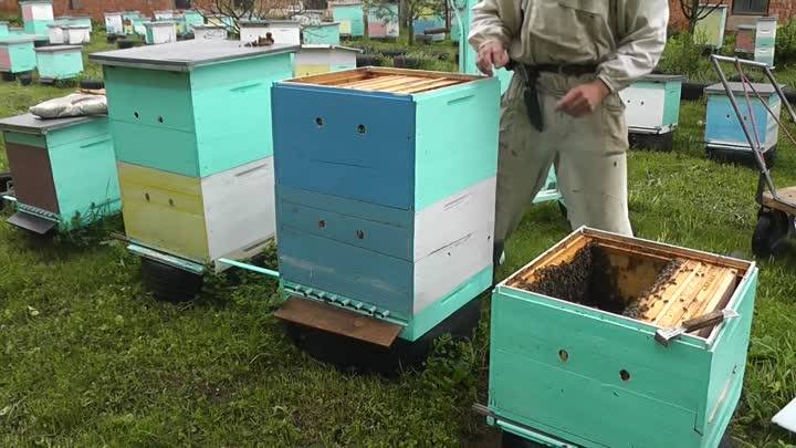 Безроевое пчеловодство по методу цебро