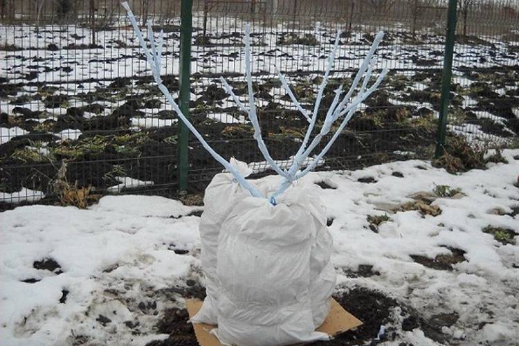 Чем укрыть и утеплить яблоню на зиму от мороза: укрытие для молодых и взрослых деревьев