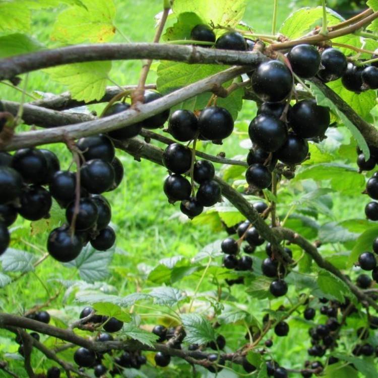 Сорт крупноплодной чёрной смородины багира: описание сорта, посадка и уход, сроки плодоношения, фото, отзывы садоводов