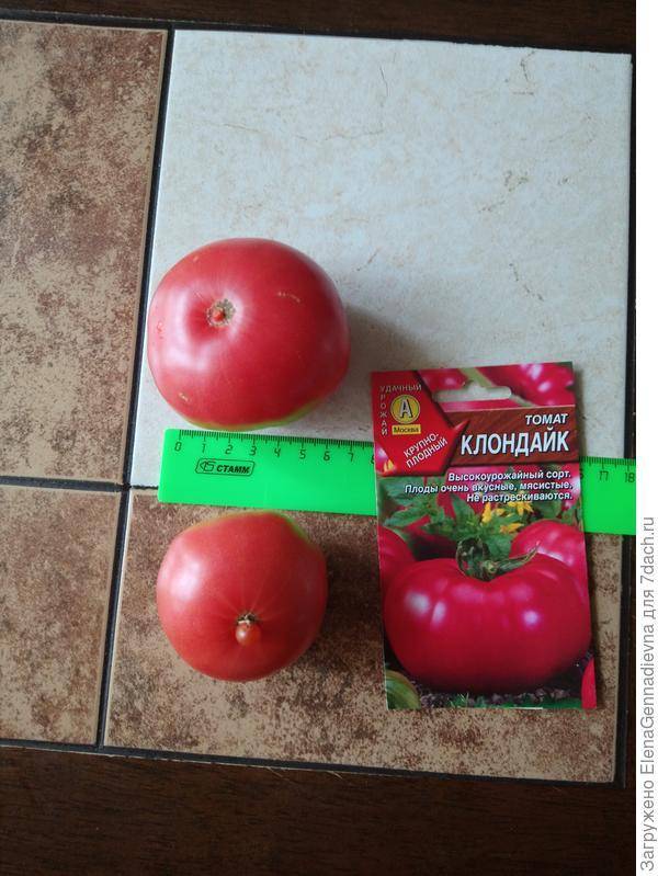 Томат клондайк: характеристика и описание сорта, отзывы огородников об этих помидорах, их преимущества и недостатки