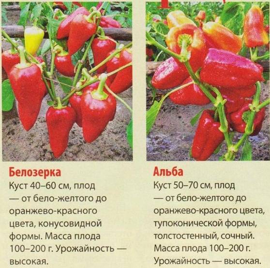 Сладкий перец ласточка: описание сорта и выращивание