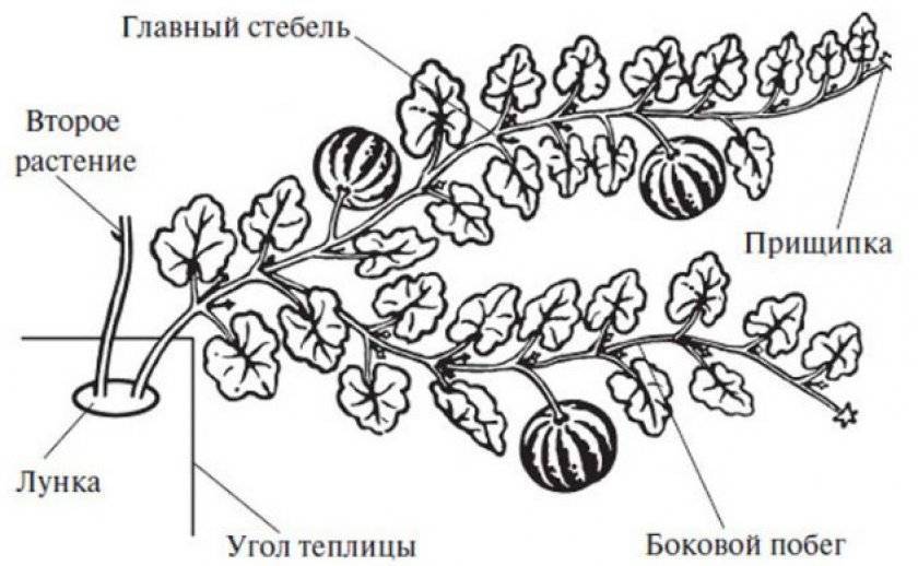 Арбуз прищипывание побегов схема