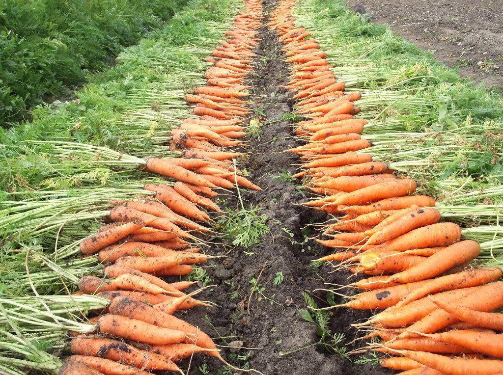 Когда убирать морковь: сроки и особенности сбора урожая [2020]