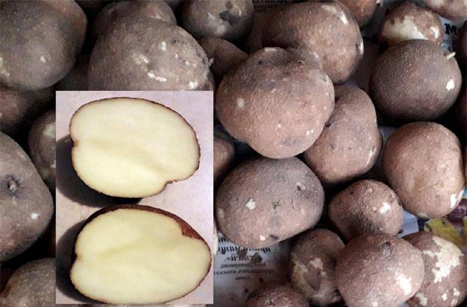 Киви – уникальный сорт картофеля: характеристики, свойства, методы