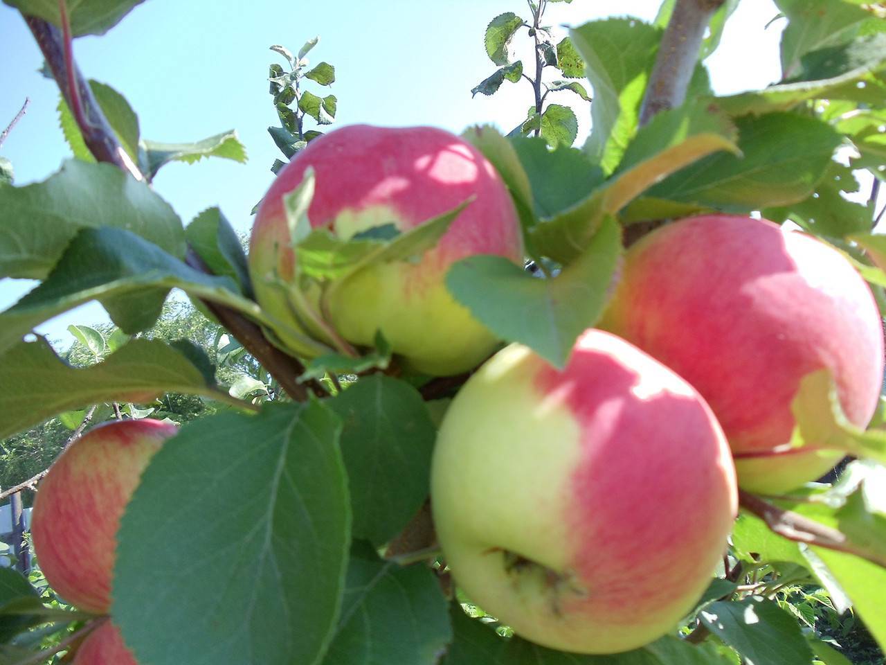Зимний сорт флорина – румяные сладкие яблоки