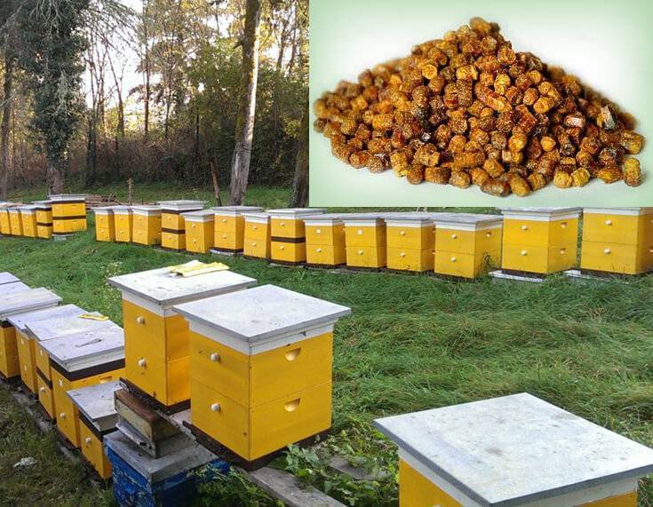 Всё о пчеловодстве в белоруссии
