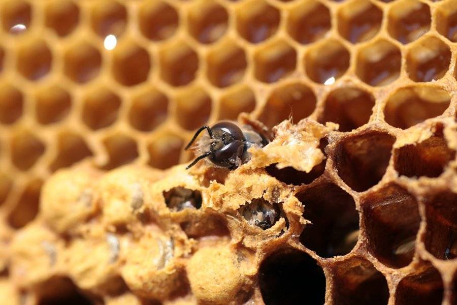 Соты пчелиные: польза и вред, как употреблять, полезные свойства