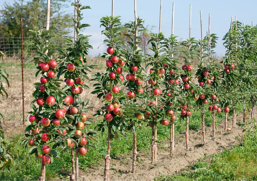 Подвой для яблони: как вырастить из семян и другие виды