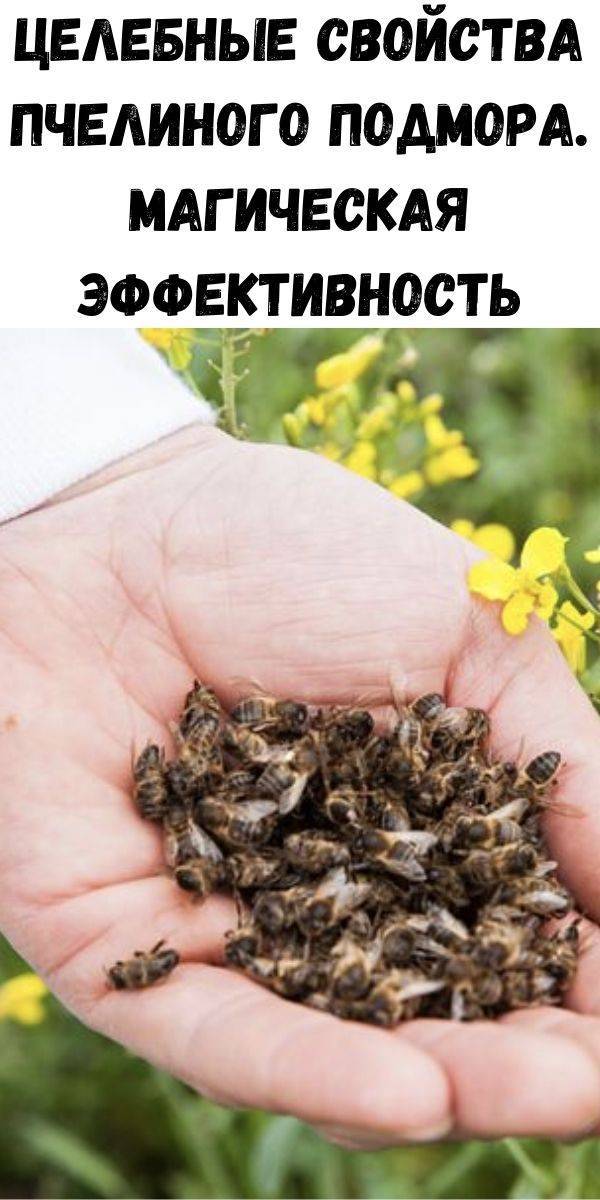 Подмор пчелиный: лечебные свойства для женщин, как принимать для суставов? -