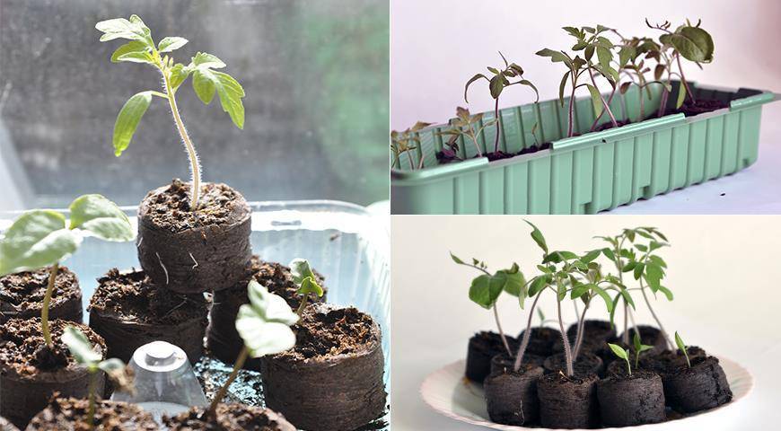 Как и когда сажать семена помидоров на рассаду в домашних условиях