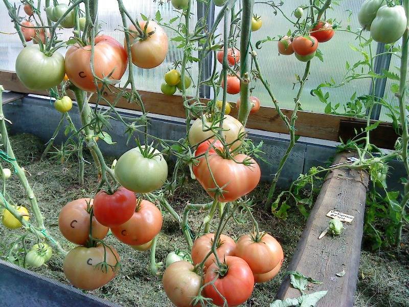 Урожайность томата кардинал
