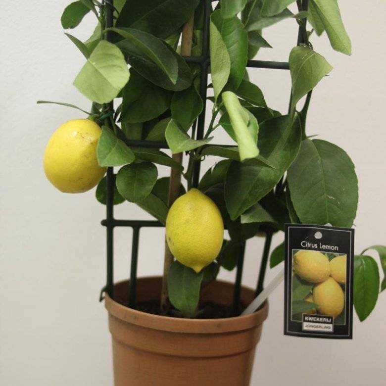 Лимон лунарио: уход в домашних условиях, описание сорта - сельская жизнь