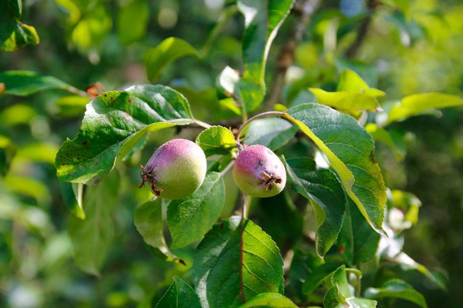 Почему яблоня цветет, но не плодоносит? причины и решения. фото — ботаничка.ru